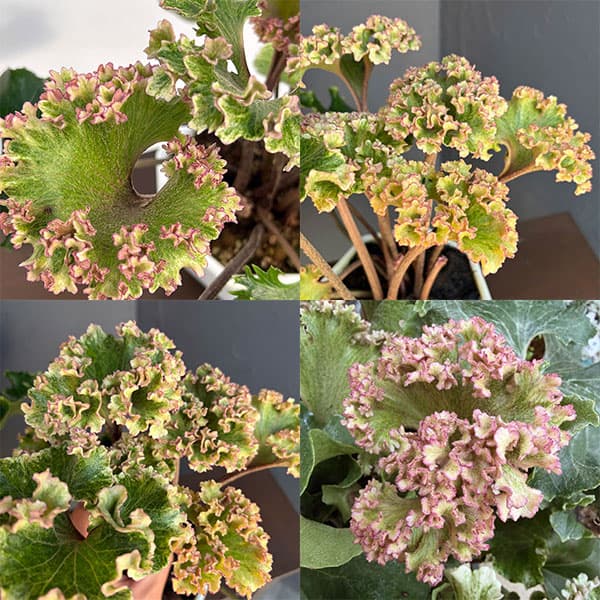 ツワブキ：山本石蕗斎茂広（やまもとつわぶきさいしげひろ）5号鉢植え