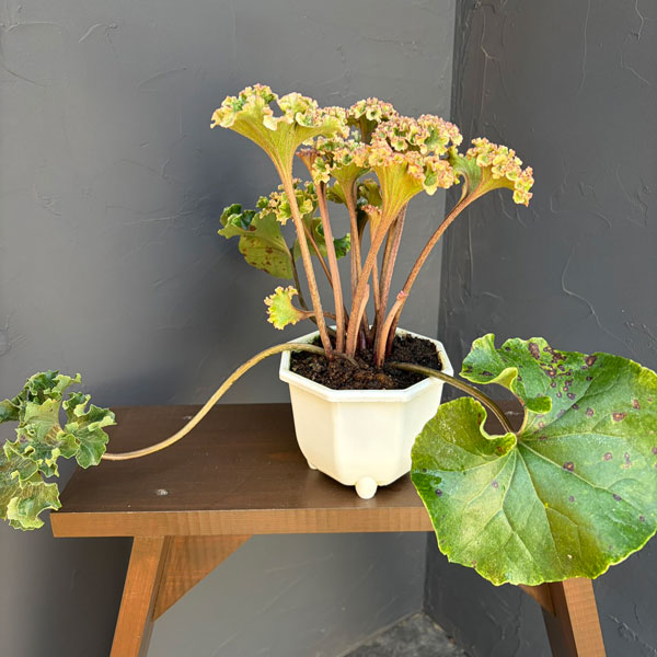 ツワブキ：山本石蕗斎茂広（やまもとつわぶきさいしげひろ）5号鉢植え