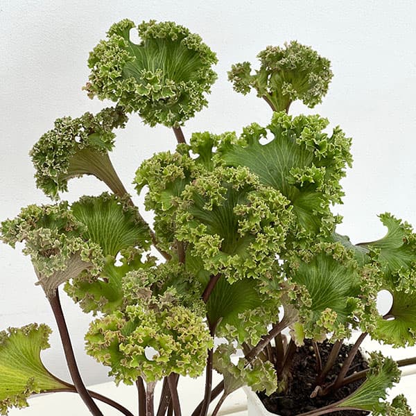ツワブキ：山本石蕗斎茂広（やまもとつわぶきさいしげひろ）5号鉢植え