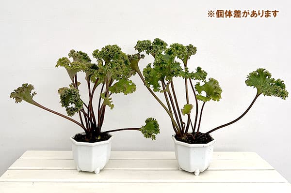 ツワブキ：山本石蕗斎茂広（やまもとつわぶきさいしげひろ）5号鉢植え
