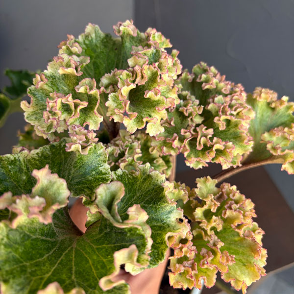 ツワブキ：山本石蕗斎茂広（やまもとつわぶきさいしげひろ）5号鉢植え