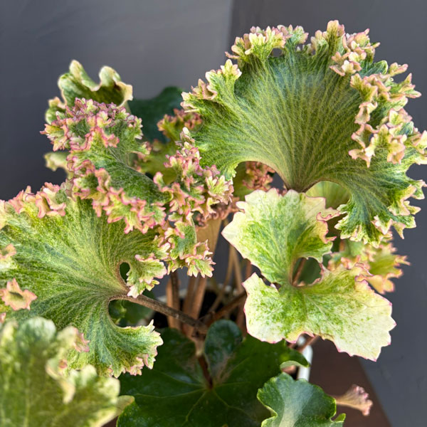 ツワブキ：山本石蕗斎茂広（やまもとつわぶきさいしげひろ）5号鉢植え