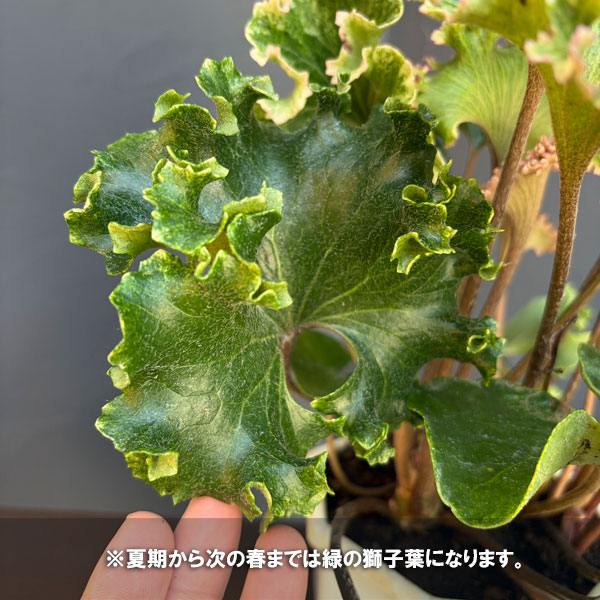 ツワブキ：山本石蕗斎茂広（やまもとつわぶきさいしげひろ）5号鉢植え