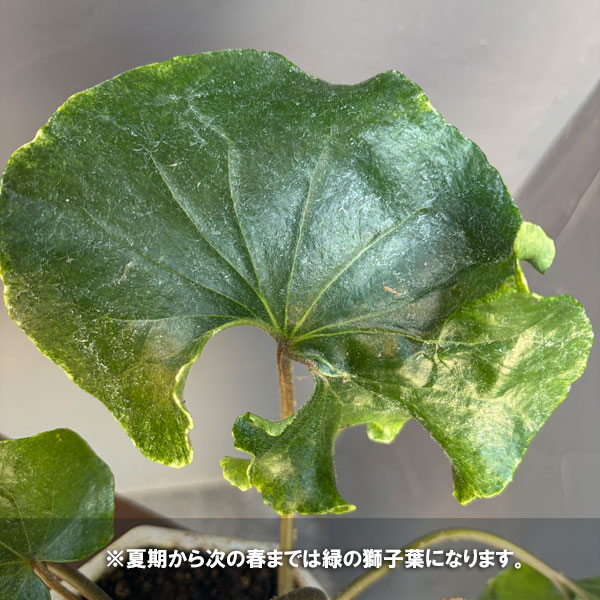 ツワブキ：山本石蕗斎茂広（やまもとつわぶきさいしげひろ）5号鉢植え