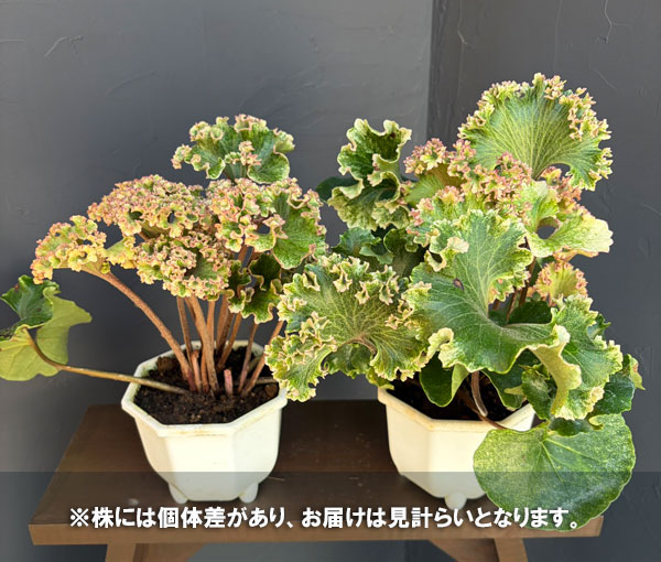 ツワブキ：山本石蕗斎茂広（やまもとつわぶきさいしげひろ）5号鉢植え
