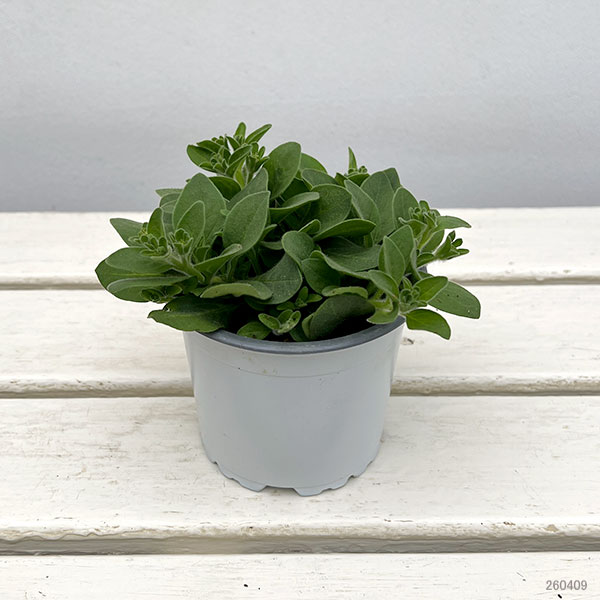 ペチュニア：ビバダブル　シュガーキャンディ11cmポット