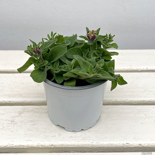 ペチュニア：ビバダブル　シュガーペパーミント11cmポット