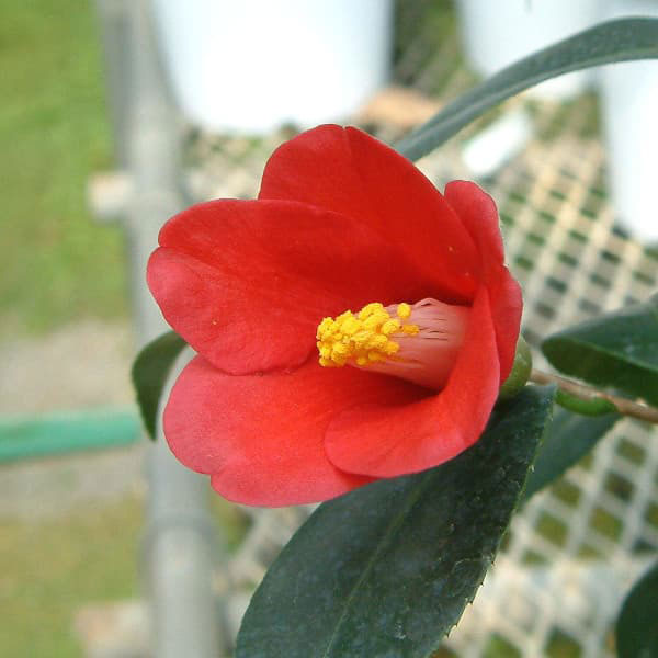 ツバキ（椿）：出雲大社（いずもたいしゃ）曲がり 3.5号匠鉢入り