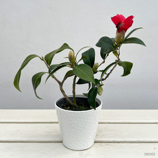 ツバキ（椿）：出雲大社（いずもたいしゃ）曲がり 3.5号匠鉢入り