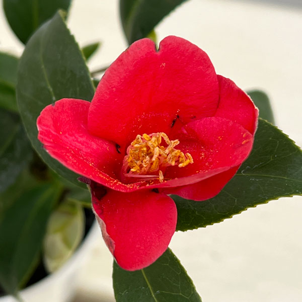 ツバキ（椿）：出雲大社（いずもたいしゃ）曲がり 3.5号匠鉢入り