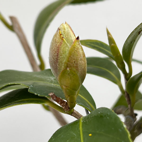 ツバキ（椿）：出雲大社（いずもたいしゃ）曲がり 3.5号匠鉢入り