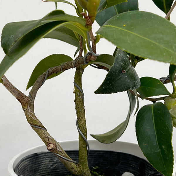 ツバキ（椿）：出雲大社（いずもたいしゃ）曲がり 3.5号匠鉢入り