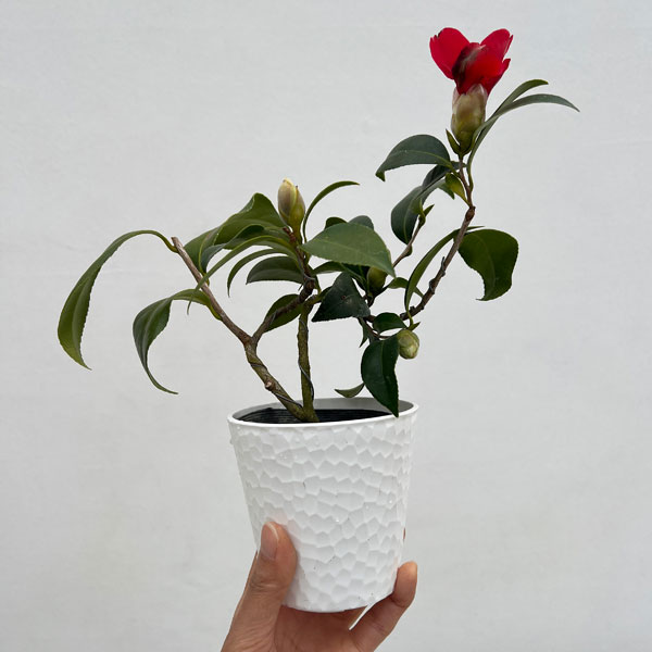 ツバキ（椿）：出雲大社（いずもたいしゃ）曲がり 3.5号匠鉢入り