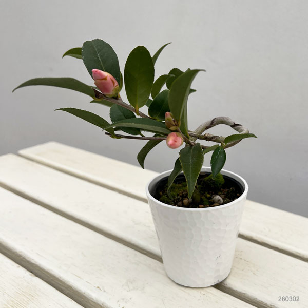 ツバキ（椿）：春風（しゅんぷう）曲がり 3.5号匠鉢入り