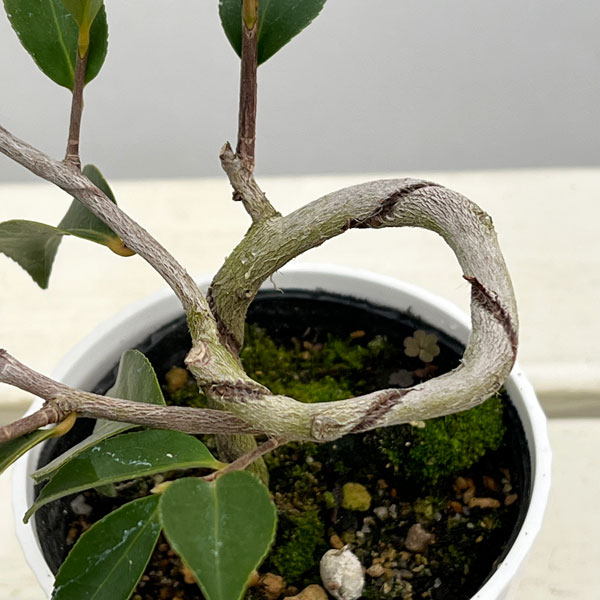 ツバキ（椿）：春風（しゅんぷう）曲がり 3.5号匠鉢入り