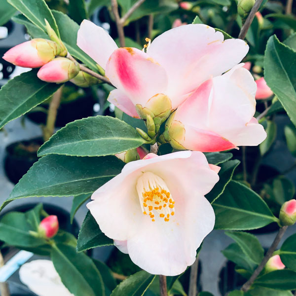 ツバキ（椿）：春風（しゅんぷう）曲がり 3.5号匠鉢入り