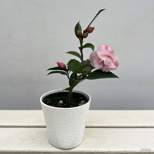 ツバキ（椿）：香妃　曲がり 3.5号匠鉢入り