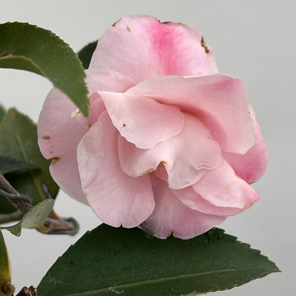 ツバキ（椿）：香妃　曲がり 3.5号匠鉢入り