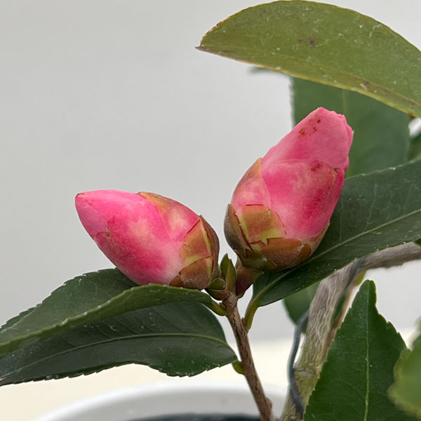 ツバキ（椿）：香妃　曲がり 3.5号匠鉢入り