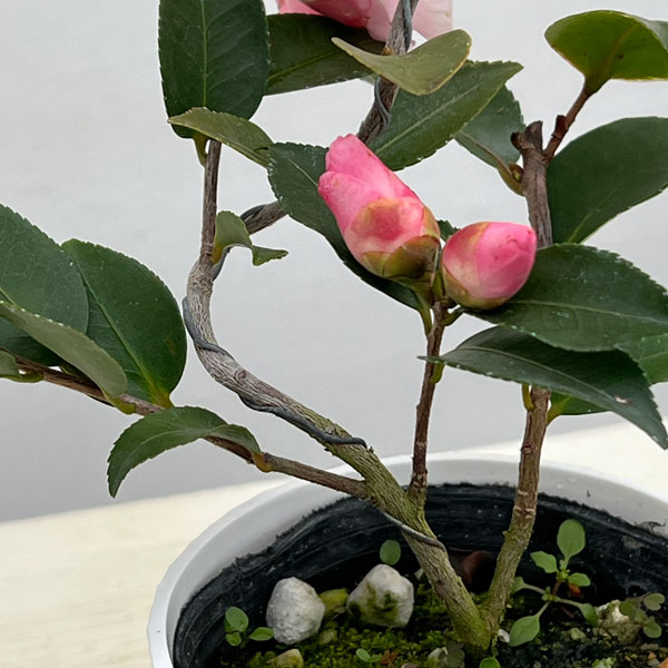 ツバキ（椿）：香妃　曲がり 3.5号匠鉢入り
