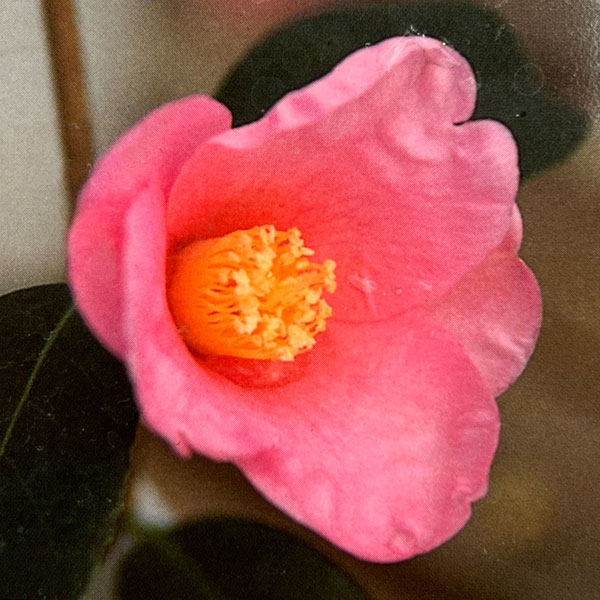 ツバキ（椿）：香妃　曲がり 3.5号匠鉢入り