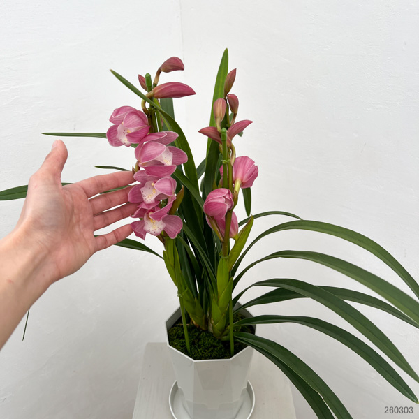 テーブルシンビジウム：はんなり2本立ち　5号鉢植え（皿付き）