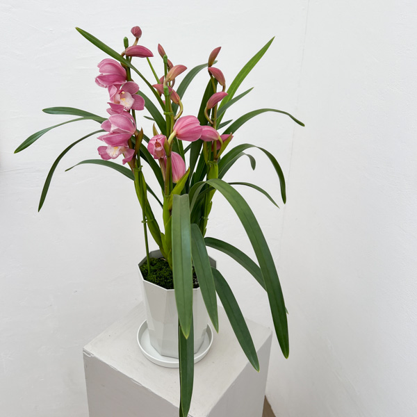 テーブルシンビジウム：はんなり2本立ち　5号鉢植え（皿付き）