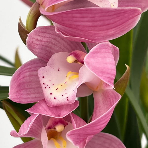 テーブルシンビジウム：はんなり2本立ち　5号鉢植え（皿付き）