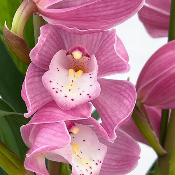 テーブルシンビジウム：はんなり2本立ち　5号鉢植え（皿付き）