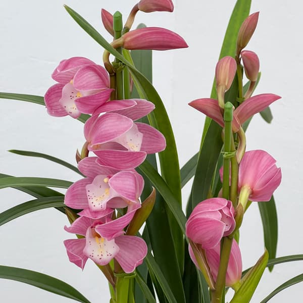 テーブルシンビジウム：はんなり2本立ち　5号鉢植え（皿付き）