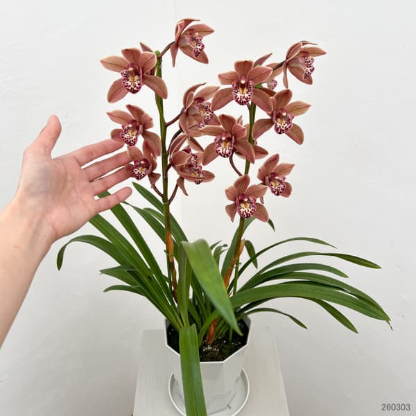 テーブルシンビジウム：つむぎ2本立ち　5号鉢植え（皿付き）