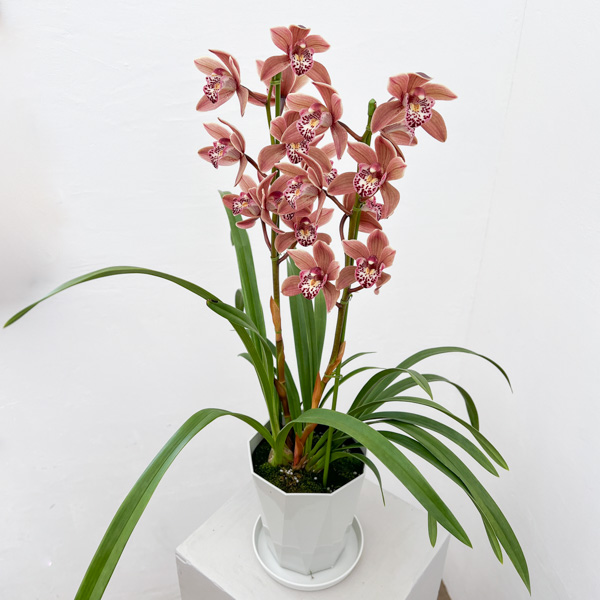 テーブルシンビジウム：つむぎ2本立ち　5号鉢植え（皿付き）