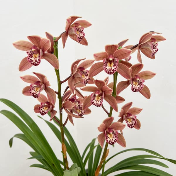 テーブルシンビジウム：つむぎ2本立ち　5号鉢植え（皿付き）