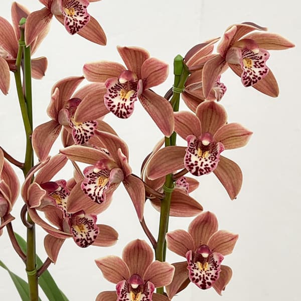 テーブルシンビジウム：つむぎ2本立ち　5号鉢植え（皿付き）