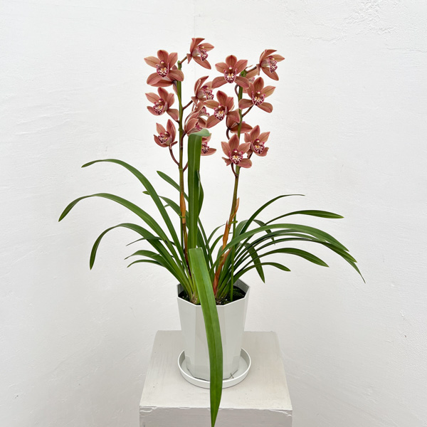 テーブルシンビジウム：つむぎ2本立ち　5号鉢植え（皿付き）