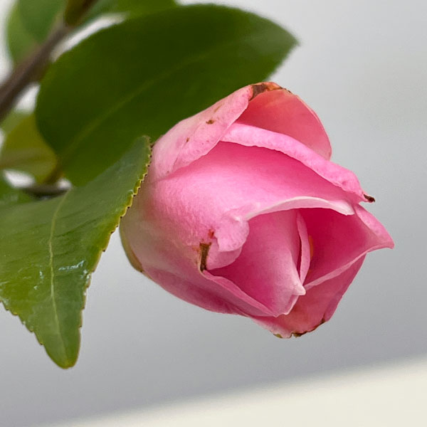 ツバキ（椿）：軟風（なんぷう）曲がり 3.5号匠鉢入り