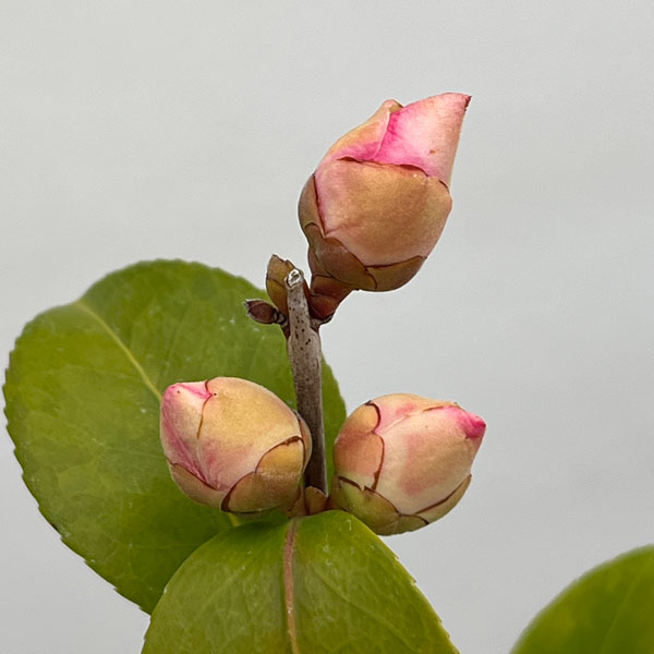 ツバキ（椿）：軟風（なんぷう）曲がり 3.5号匠鉢入り