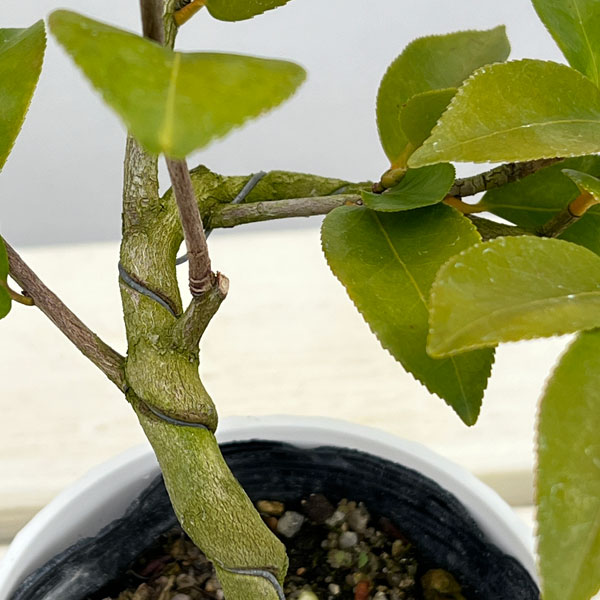 ツバキ（椿）：軟風（なんぷう）曲がり 3.5号匠鉢入り