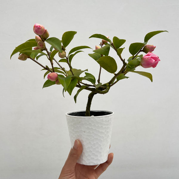 ツバキ（椿）：軟風（なんぷう）曲がり 3.5号匠鉢入り