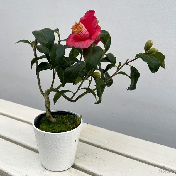 ツバキ（椿）：吉良侘助（きらわびすけ）曲がり 3.5号匠鉢入り