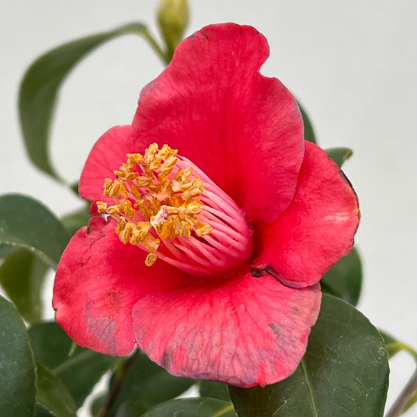 ツバキ（椿）：吉良侘助（きらわびすけ）曲がり 3.5号匠鉢入り