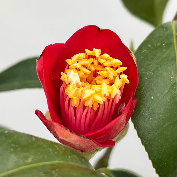 ツバキ（椿）：吉良侘助（きらわびすけ）曲がり 3.5号匠鉢入り