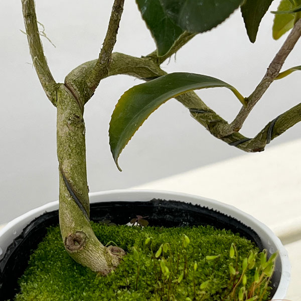 ツバキ（椿）：吉良侘助（きらわびすけ）曲がり 3.5号匠鉢入り