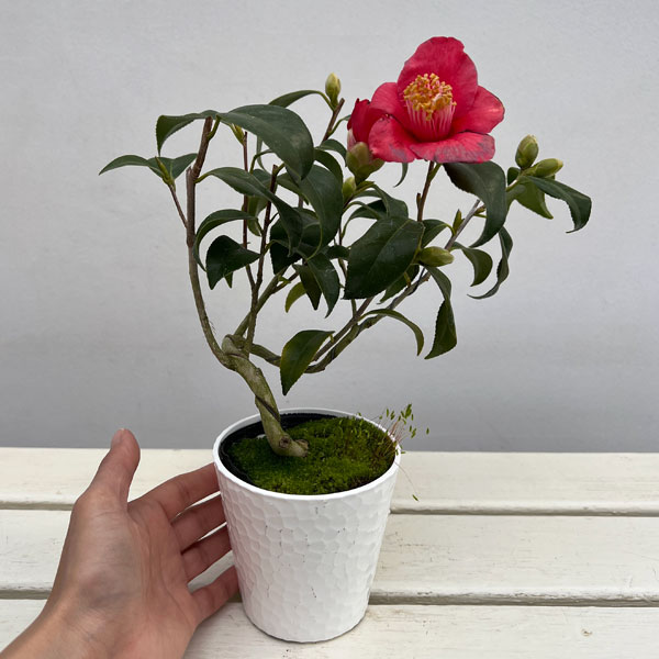 ツバキ（椿）：吉良侘助（きらわびすけ）曲がり 3.5号匠鉢入り