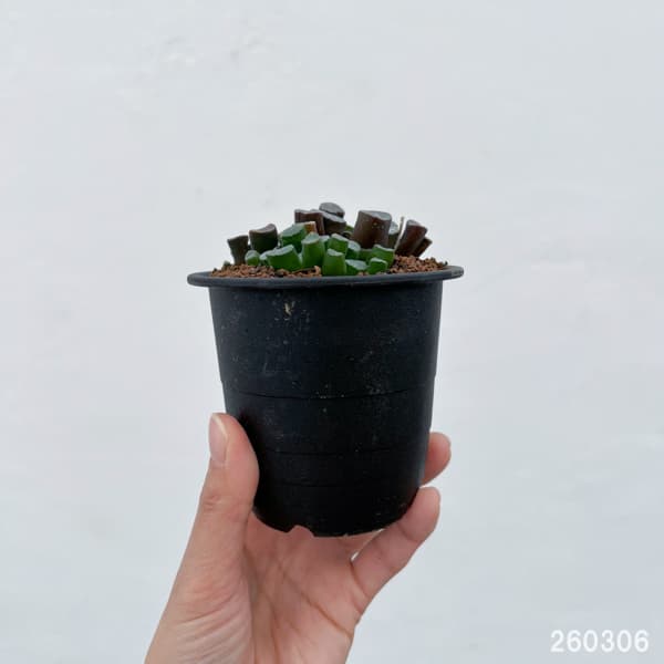 ハオルチア:万象(実生) 3号鉢植え