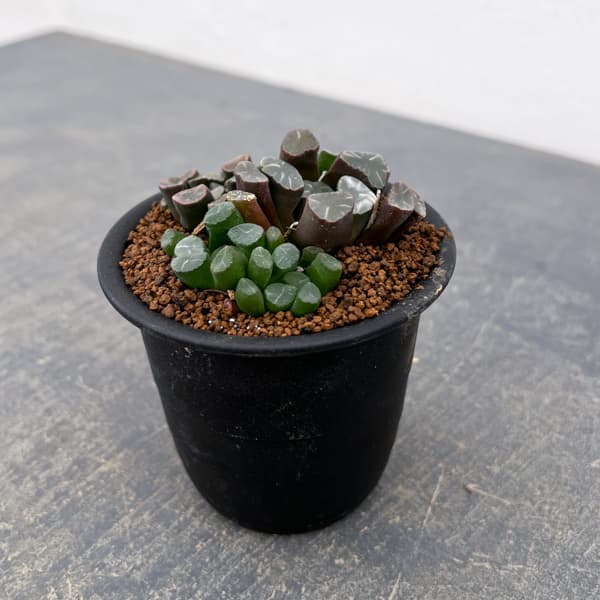 ハオルチア:万象(実生) 3号鉢植え