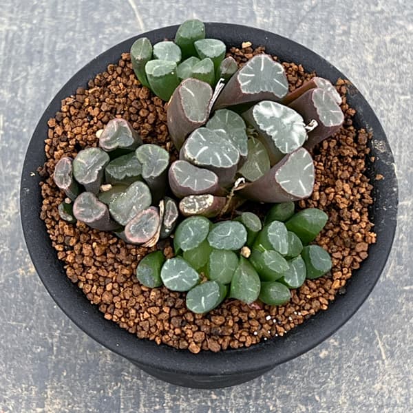 ハオルチア:万象(実生) 3号鉢植え