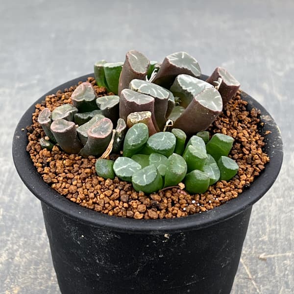 ハオルチア:万象(実生) 3号鉢植え