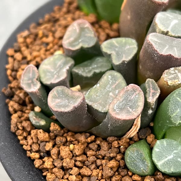 ハオルチア:万象(実生) 3号鉢植え