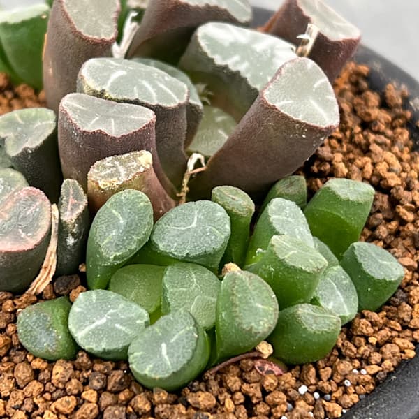 ハオルチア:万象(実生) 3号鉢植え